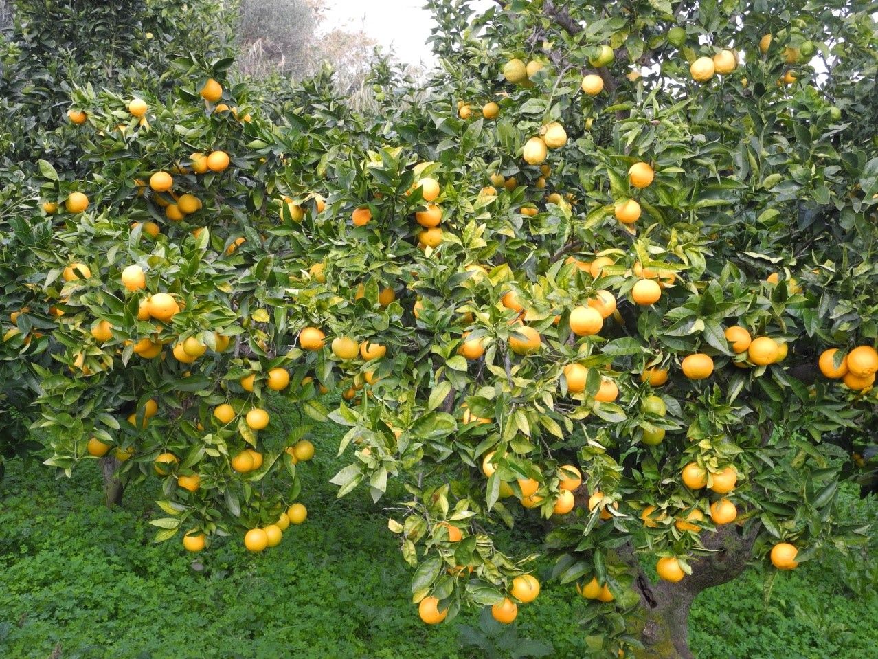 Rami carichi di arance in un giardino della costa