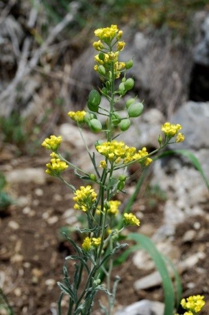 Aurinia sinuata in fiore sulle rocce