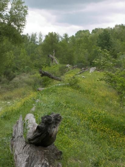 La collina degli alberi morti di Sebastiano De Laurentiis, nell'Oasi di Serranella