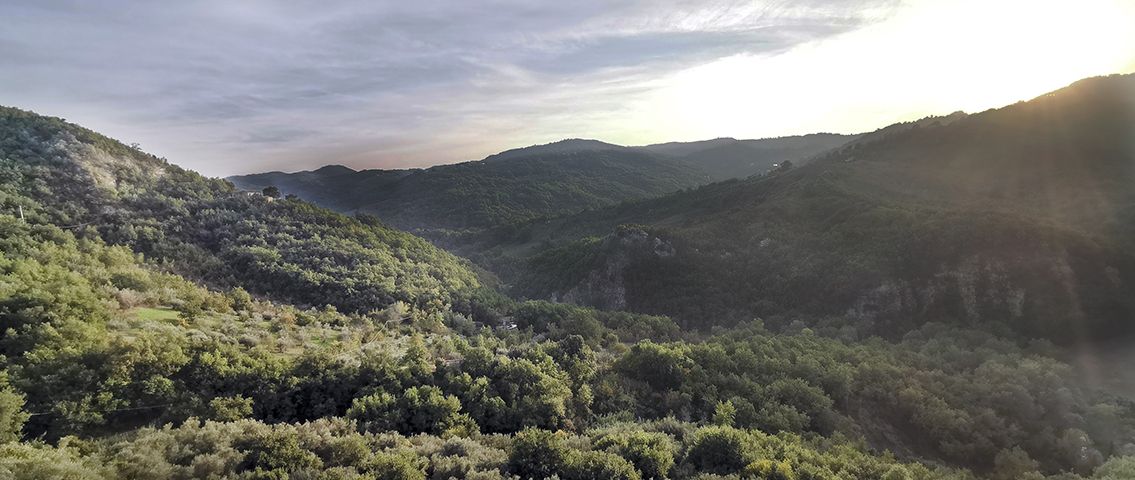 Collines couvertes de bois dans la lumière rasante de la fin d'après-midi