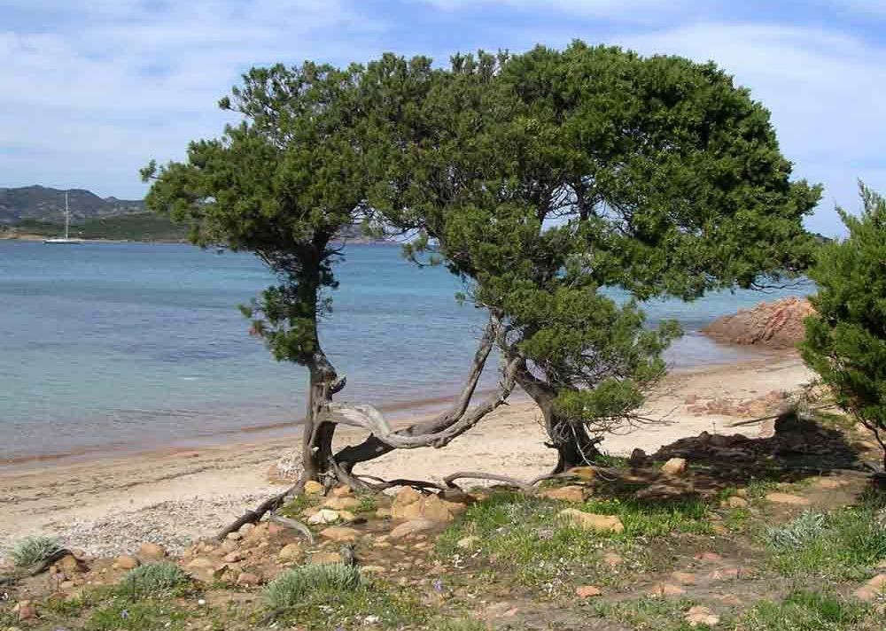 Un ginepro coccolone cresciuto fino alle dimensioni di un albero
