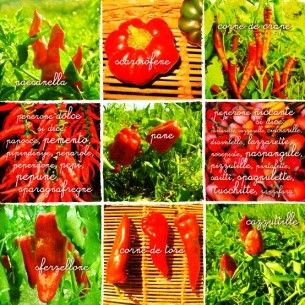 Les variétés de piment doux cultivées à Altino, avec leurs noms dialectaux