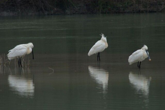 Silberreiher rasten im flachen Wasser der Oase