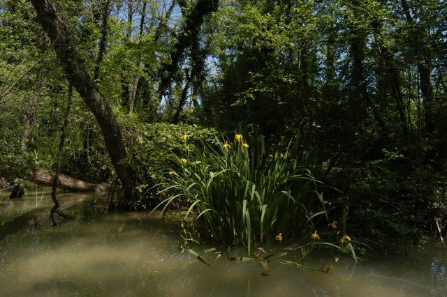 Canneto e bosco ripariale lungo la riva dell'invaso