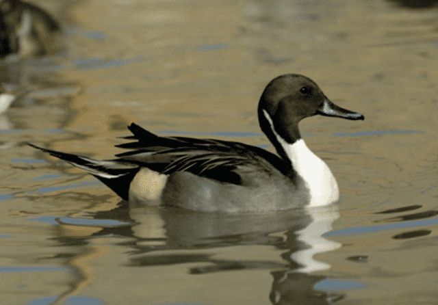 Eine Spießente, der Wappenvogel der Oase von Serranella