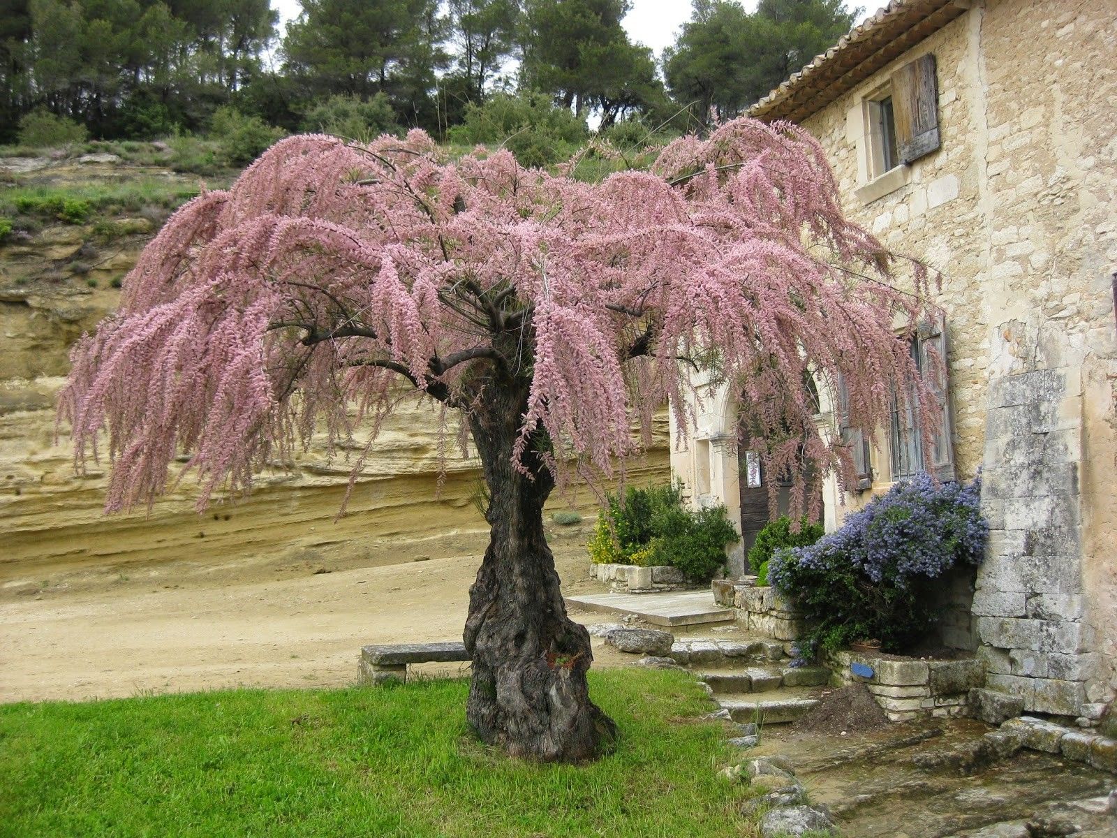 Una tamerice in fiore addossata a un muro di pietra