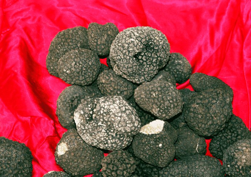 Tartufi appena raccolti su un panno rosso